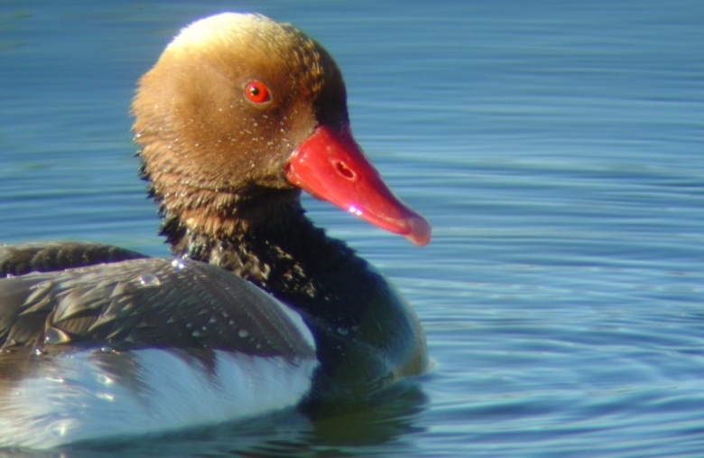 Bird Watching - Activities in the Algarve